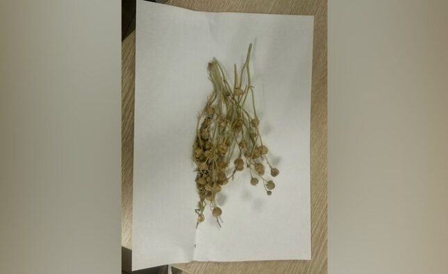 Psychotropic Plant Found in Passenger’s Luggage