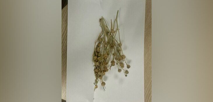 Psychotropic Plant Found in Passenger’s Luggage