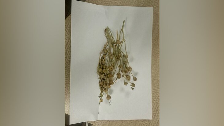 Psychotropic Plant Found in Passenger’s Luggage